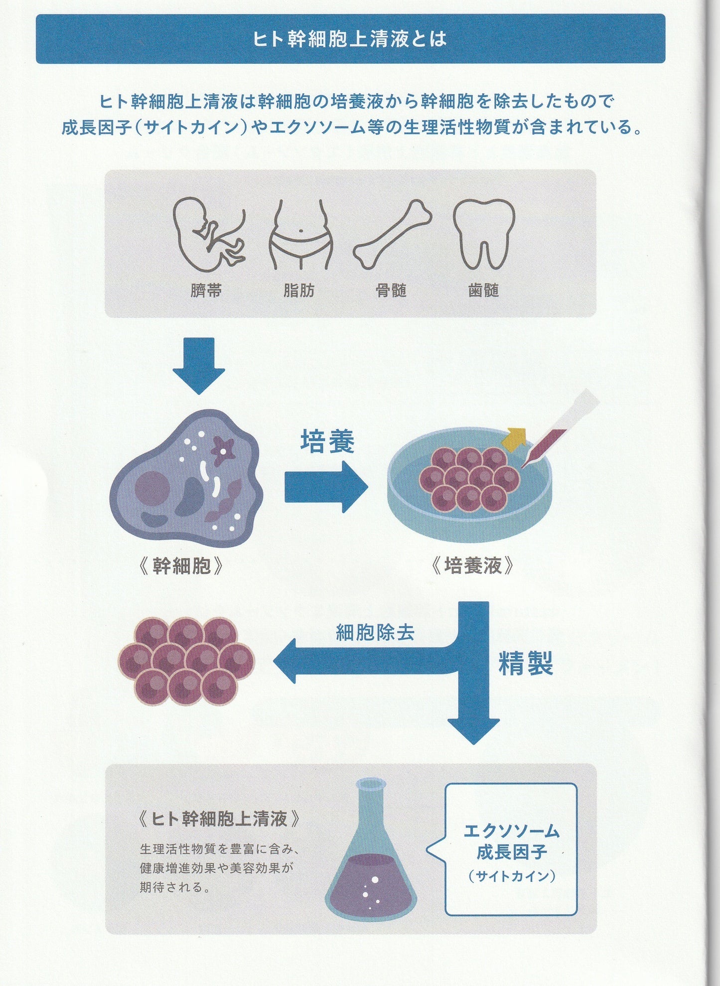 ED･男性用更年期障害改善クリーム 　ヒト幹細胞上清液エクソソーム配合  exstem Rise Up Cream for Men（エクステム ライズアップクリーム フォーメン）