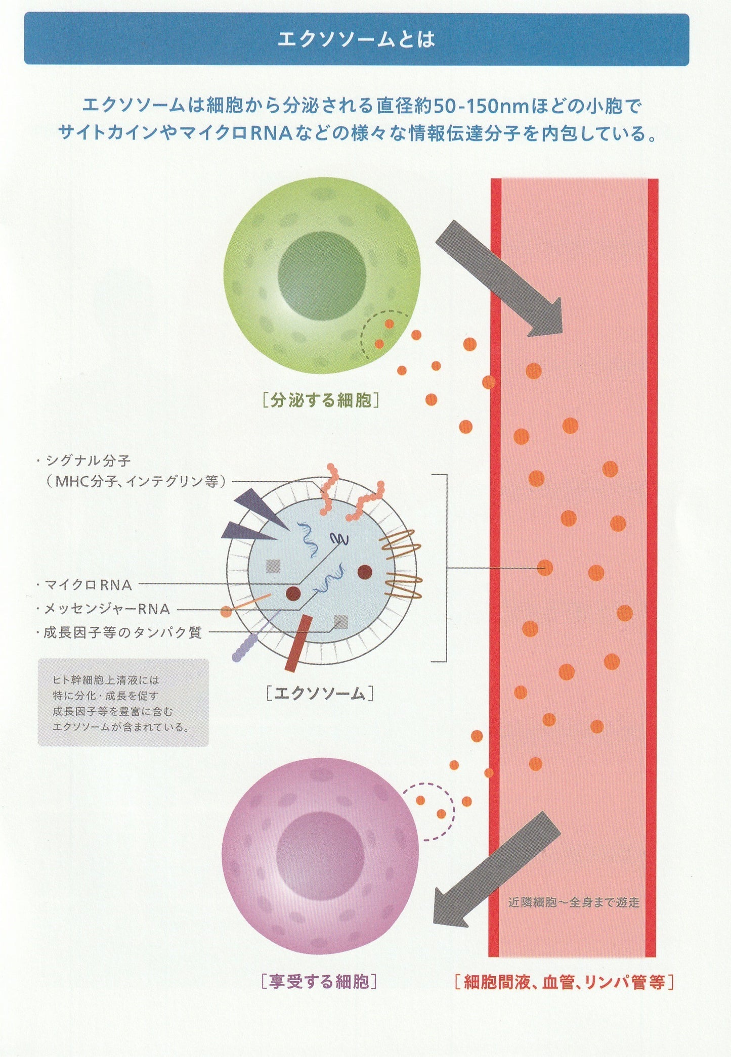 ED･男性用更年期障害改善クリーム 　ヒト幹細胞上清液エクソソーム配合  exstem Rise Up Cream for Men（エクステム ライズアップクリーム フォーメン）